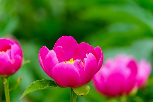 鮮やかなピンクの芍薬の花 鮮やかなピンクの芍薬の花の写真