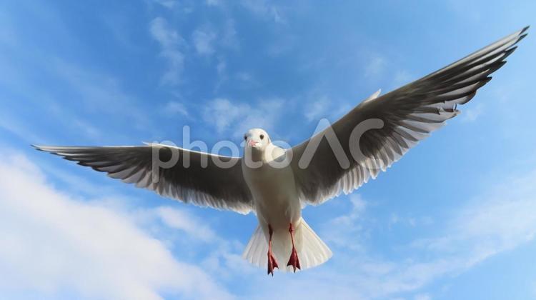 カモメ　大空を舞うカモメ カモメ,かもめ,冬の写真素材