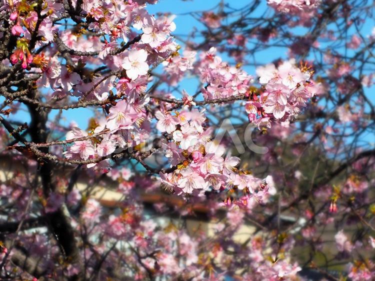 河津桜　バックをぼかして 河津桜,桜,早咲きの写真素材