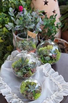 多肉植物 多肉植物の写真