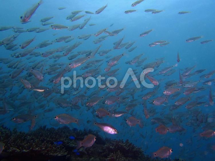 魚の群れ 魚群,海,魚の写真素材