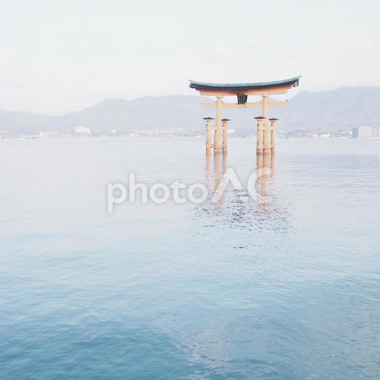 広島県の宮島の風景。 宮島,厳島神社,大鳥居の写真素材