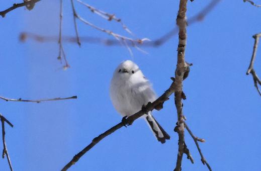 シマエナガ シマエナガ 北海道,かわいい,もふもふの写真素材