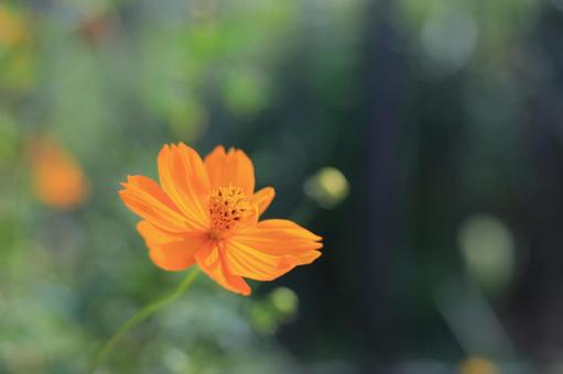 公園のキバナコスモス 公園のキバナコスモス コスモス,キバナコスモス,キバナの写真素材