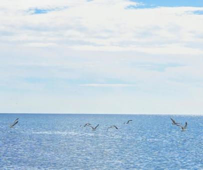 青い空と海、カモメが舞う 青い空と海、カモメが舞う 海,カモメ,鳥の写真素材
