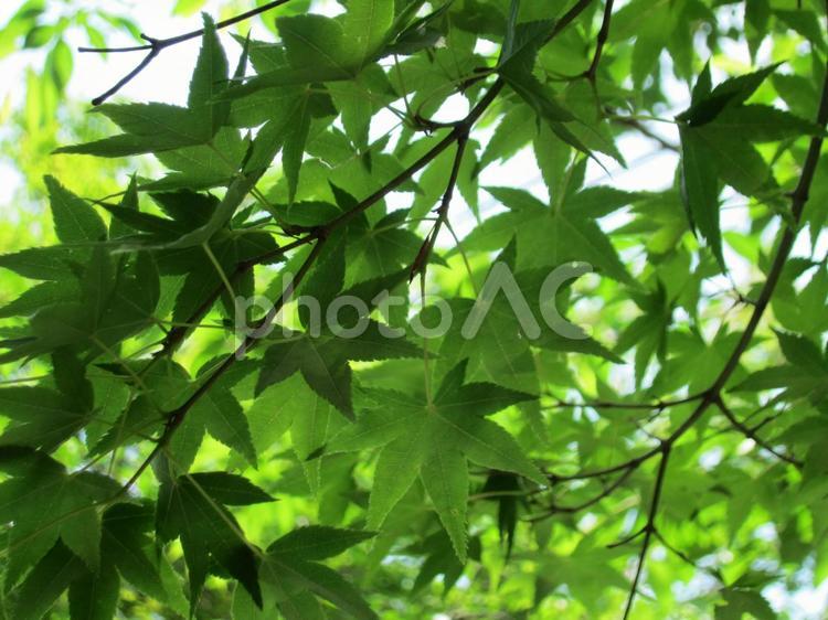季節は新緑、青もみじ　その二 もみじ,青もみじ,自然の写真素材
