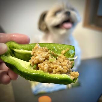 Chicken and natto stamina stir-fry with green peppers and my dog, JPG