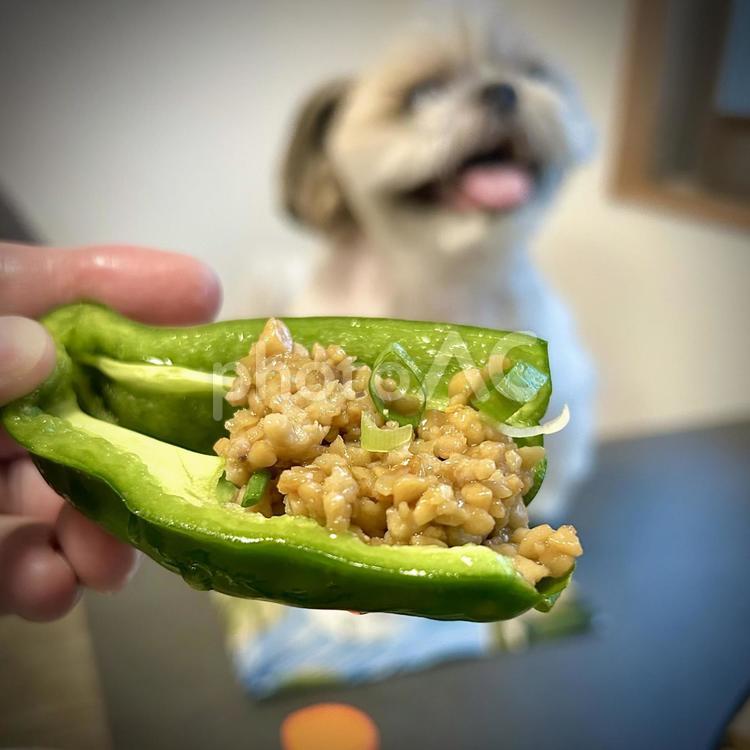 鶏納豆スタミナ炒めピーマンと愛犬 旦那飯,男の料理,手料理の写真素材