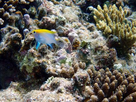 クロスズメダイの幼魚 クロスズメダイの幼魚の写真