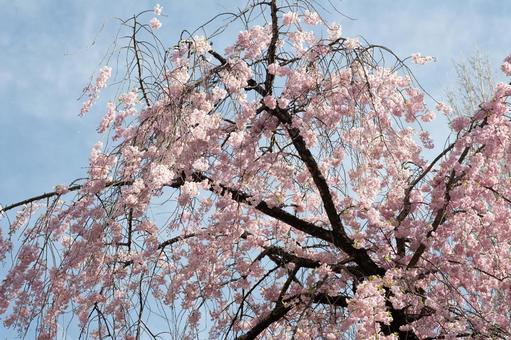 桜 桜の写真