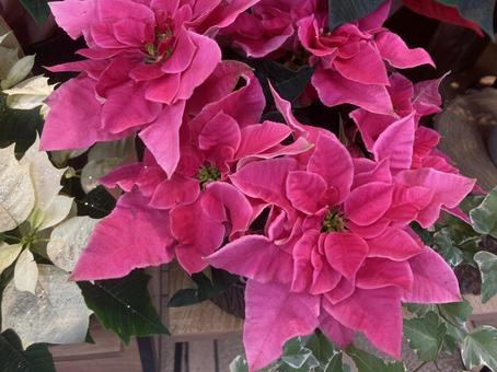 花屋さんの赤白プリンセチア プリンセチア,冬,花の写真素材