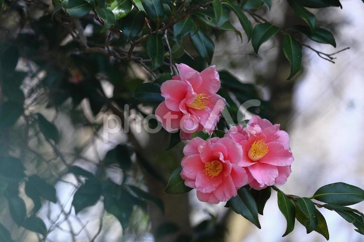 厳冬に凛と咲く 椿,花,ツバキ科の植物の写真素材