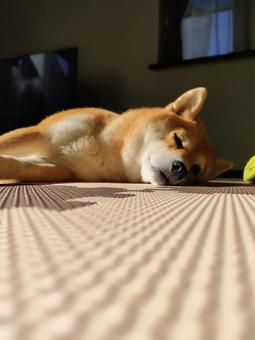 ぽかぽか日向ぼっこする柴犬！ 犬,柴犬,シバの写真素材