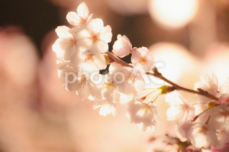 美しい夜桜。 桜,お花,可憐の写真素材