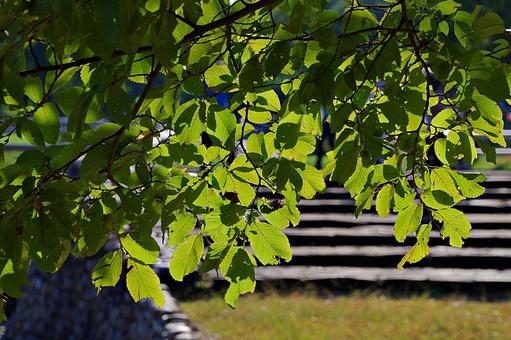 秋の陽射しとハルニレの葉 ハルニレ,春楡,落葉広葉樹の写真素材