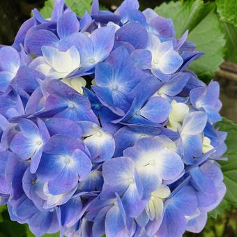 Rainy season flower (hydrangea) ④, mùa mưa hoa, hoa, hoa, JPG