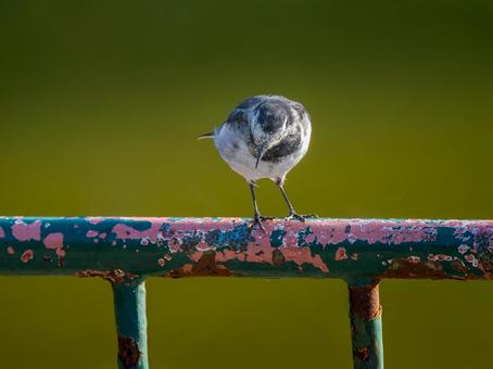 手すりにとまるハクセキレイ 手すりにとまるハクセキレイ ハクセキレイ,屋外,風景の写真素材