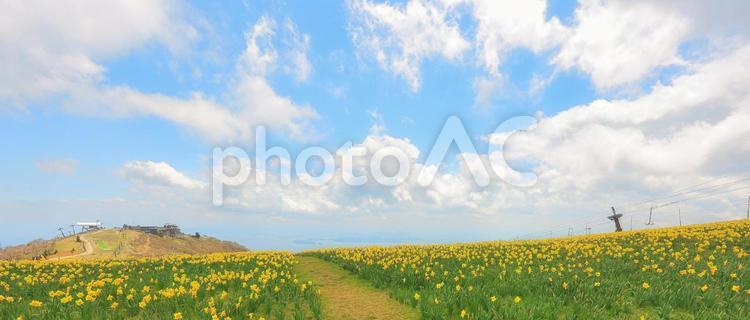 青空バックに見上げる水仙畑 風景,自然,花の写真素材