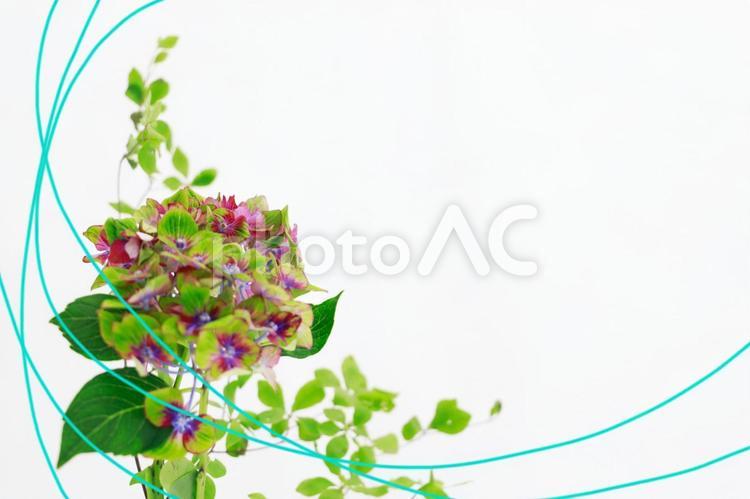 アジサイのカード 紫陽花,あじさい,贈り物の写真素材