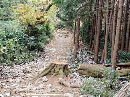 切り株と山道 秋,ハイキング,山登りの写真素材