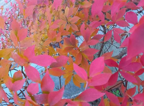 紅葉したドウダンツツジの葉 ドウダンツツジ,紅葉,赤の写真素材