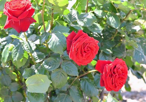 薔薇 レッドクイーン 薔薇 レッドクイーン 薔薇,レッドクイーン,赤の写真素材