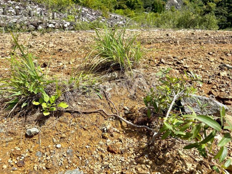 砂地に生える草木 草,葉っぱ,砂の写真素材