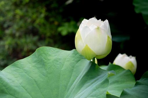 咲きかけの 咲きかけのの写真