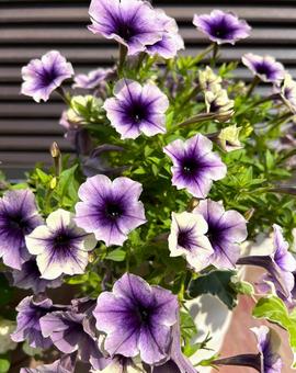ペチュニア ペチュニア ペチュニア,花,コンテナの写真素材