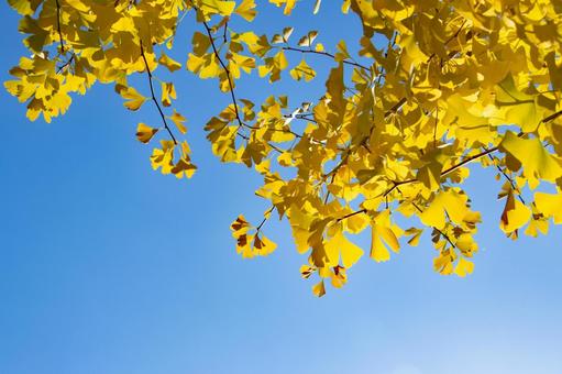 黄色く色づいたイチョウの葉と青空 秋,イチョウ,葉の写真素材
