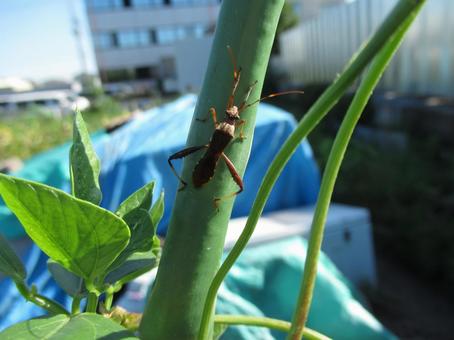 Photo, odor, thin, like an ant, 