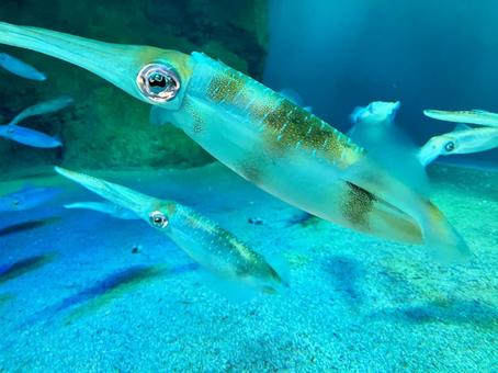 イカ イカ イカ,ヤリイカ,水族館の写真素材