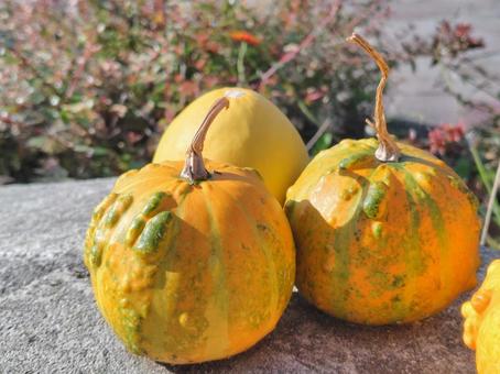 ミニパンプキン_3 パンプキン,かぼちゃ,オレンジパンプキンの写真素材