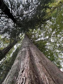 見上げる樹木 見上げる樹木 植物,自然,緑の写真素材