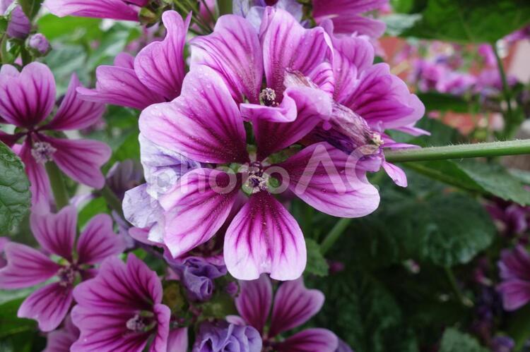雨の日に咲いた紫のマロウの花 マロウ,花,紫の写真素材
