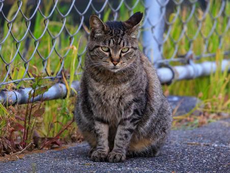 お行儀良くこちらを睨む野良猫さんです。 お行儀良くこちらを睨む野良猫さんです。の写真