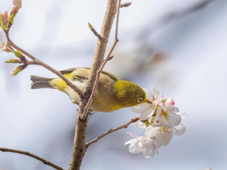 桜とメジロ・サクジロー メジロ,野鳥,鳥の写真素材
