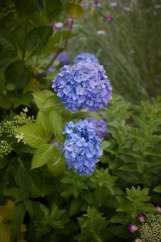 Photo, hydrangea, flower, plant, 