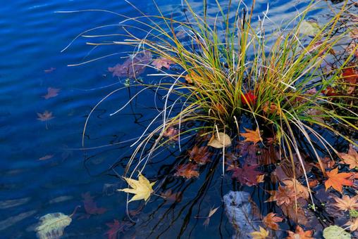 水に落ちた紅葉  水,池,紅葉の写真素材