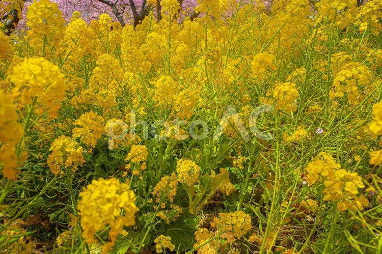 咲き誇る満開の菜の花 菜の花,花,春の写真素材
