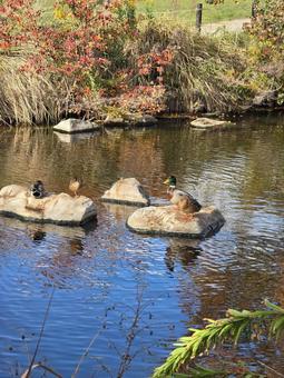 マガモのいる秋の池 野鳥,マガモ,カモの写真素材