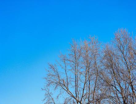 青空と冬の木々 青空と冬の木々 青空,樹木,冬イメージの写真素材