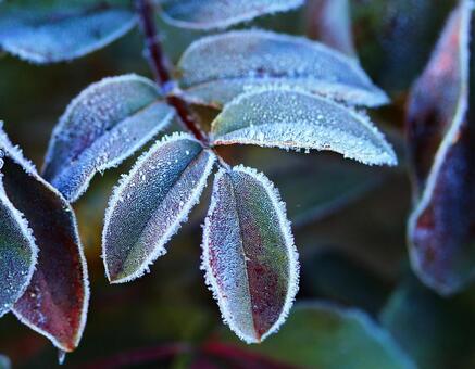 冬の朝の霜のついた葉っぱ4 冬,葉っぱ,朝の写真素材
