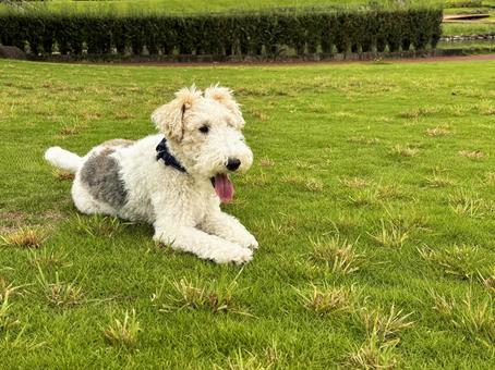 愛犬と散歩 愛犬,散歩,ワイヤーフォックステリアの写真素材