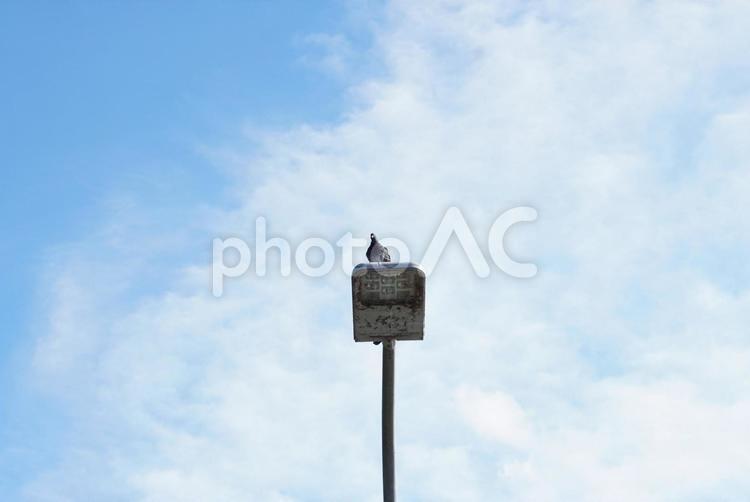 電灯にとまるハト（中央） 鳥,青,空の写真素材