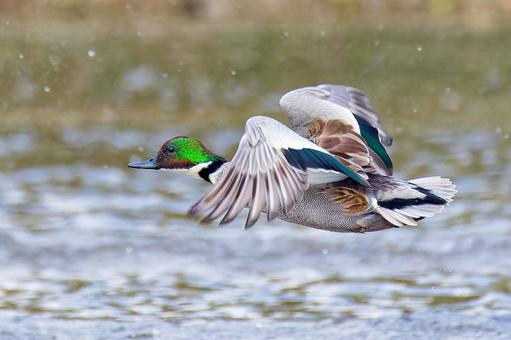 水辺を飛ぶヨシガモのエクリプス後期 ヨシガモ,葦鴨,エクリプスの写真素材