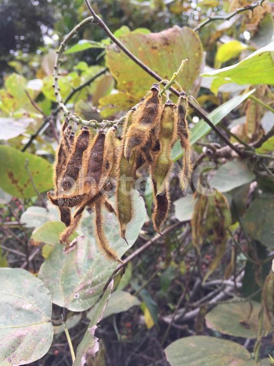 マメ科の植物 マメ科,豆科,植物の写真素材