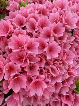 桃色の鮮やかなツツジ 桃色の鮮やかなツツジ 花,つつじ,ピンクの写真素材