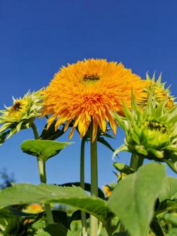 向日葵 向日葵,ひまわり,ヒマワリの写真素材