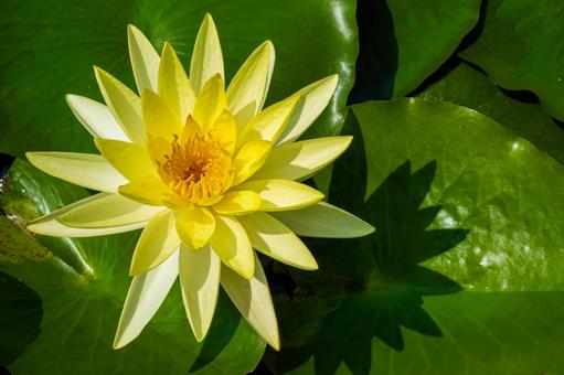 上から見た睡蓮 上から見た睡蓮 睡蓮,夏の花,スイレンの写真素材